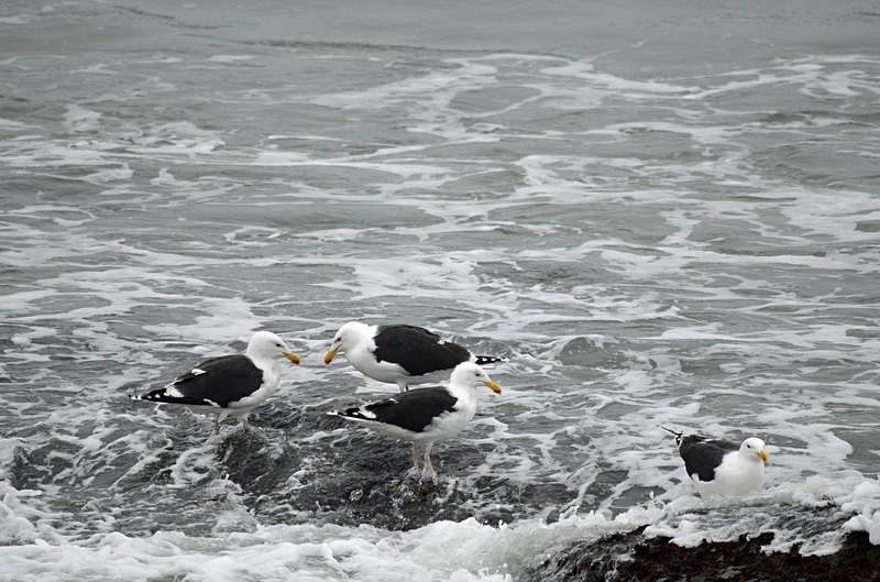 Great Black-backed Gulls - Ireland - January and February 2020