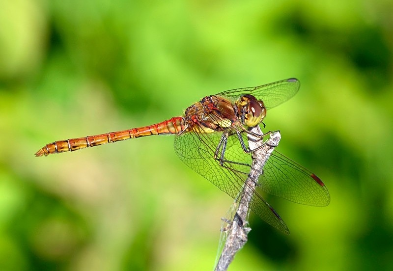 Common Darter - Dragonflies and damselflies