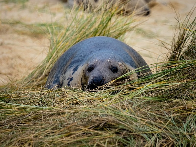 Atlantic Grey Seal - Atlantic Grey Seals