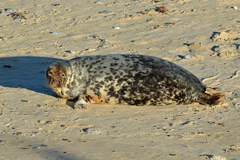 Atlantic Grey Seal - Atlantic Grey Seals