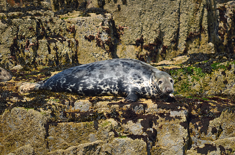Atlantic Grey Seal - Atlantic Grey Seals