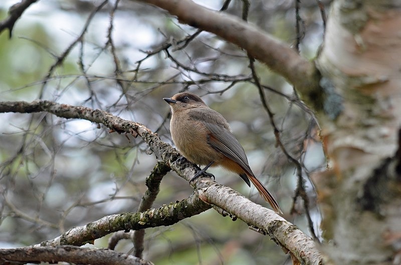 Siberian Jay - North Finland - part 1