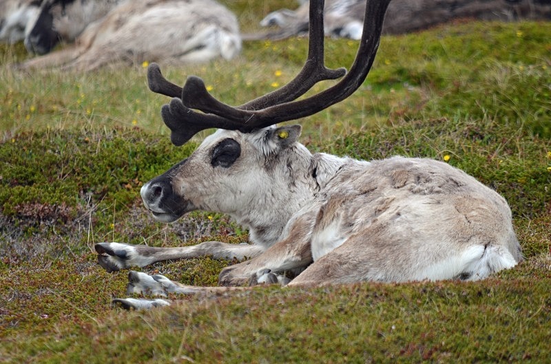 Reindeer - North Norway