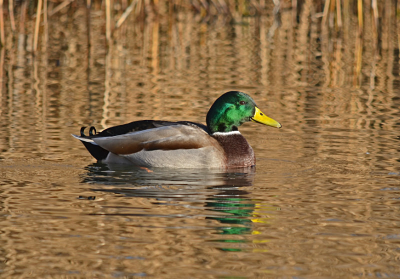 Mallard - Dabbling ducks