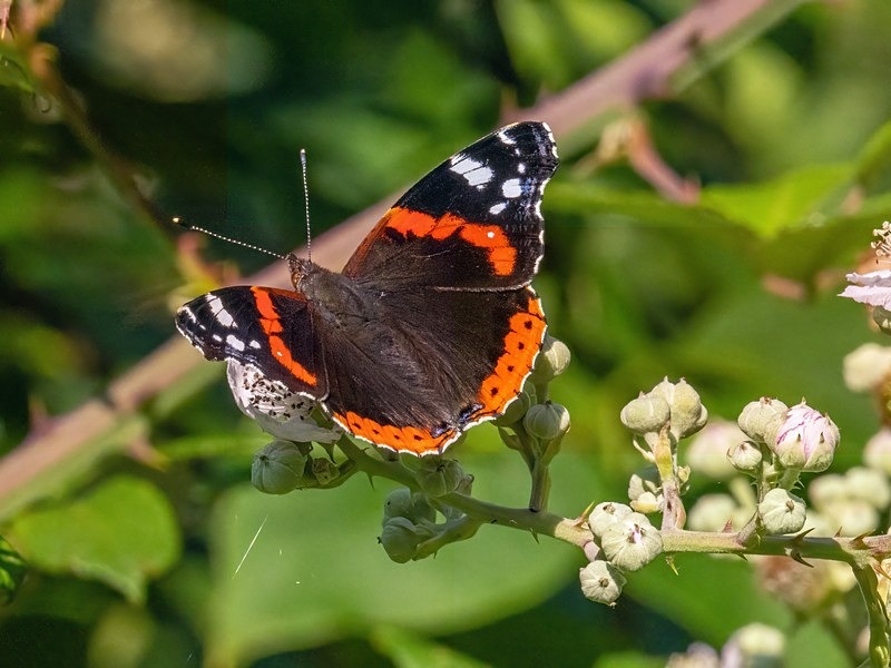 Red Admiral - Butterflies