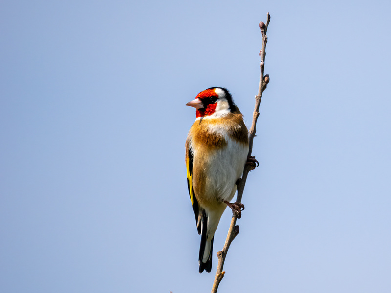 Goldfinch - Latest photos