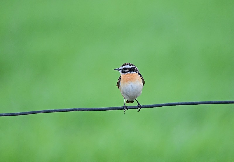 Whinchat - North east Poland - May 2013