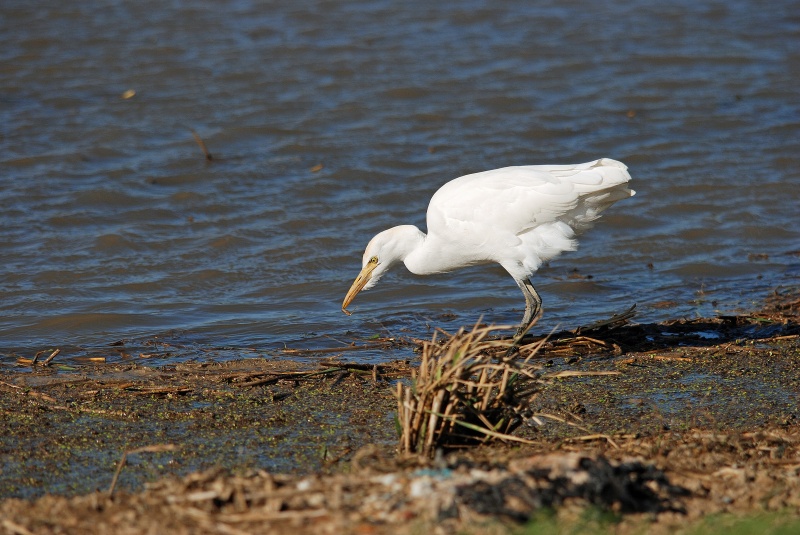 Cattle Egret - Catalunya