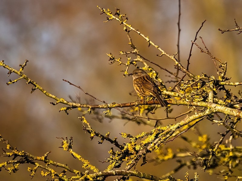 Dunnock - Dunnocks