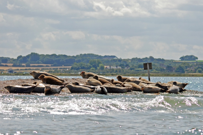 Common Seals - Common Seals