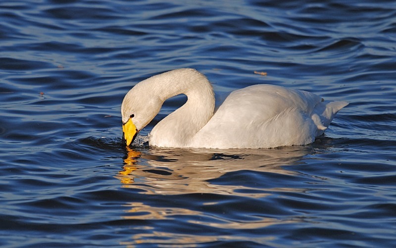Whooper Swan - Whooper and Bewick's Swans