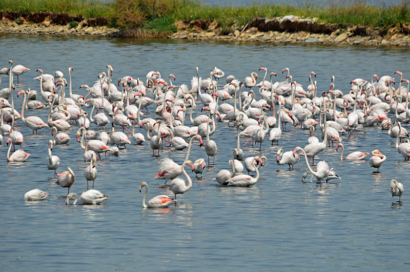 Greater Flamingos - Central Macedonia