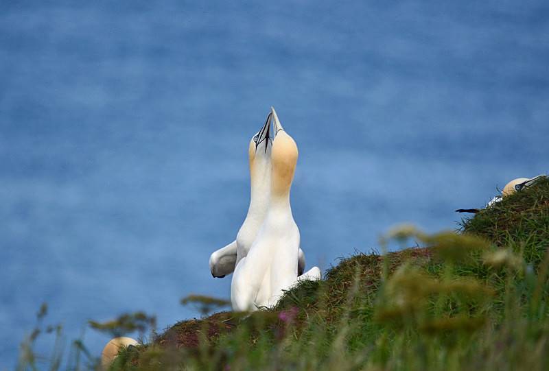 Gannets - Gannets