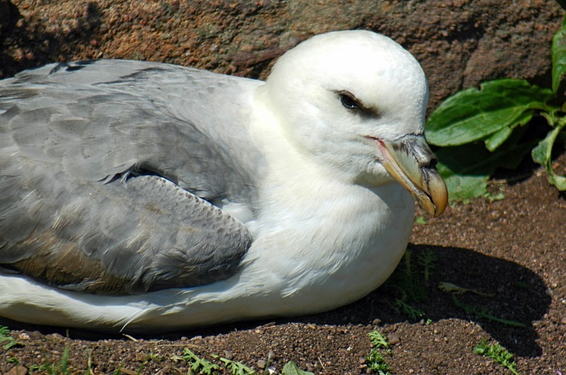 Fulmar - Fulmars