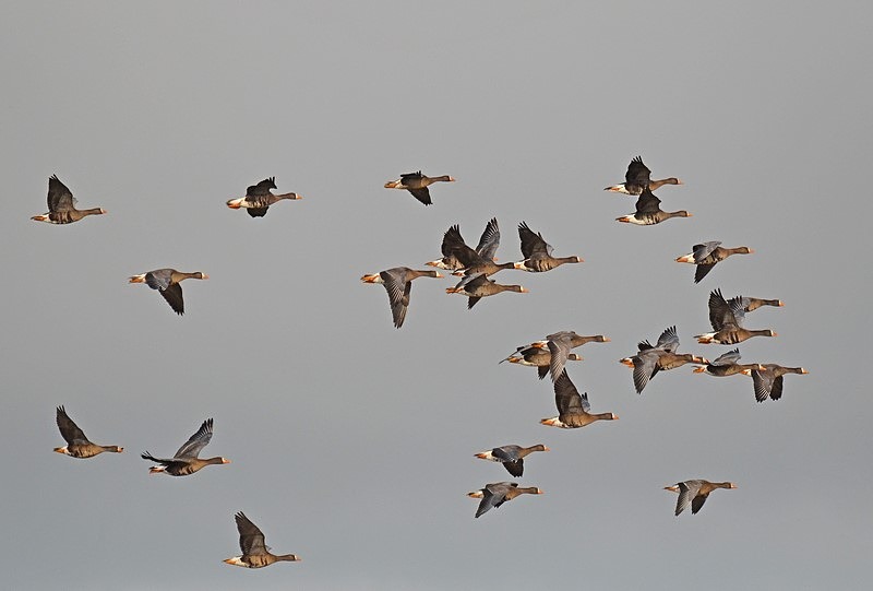 Greater (Greenland) White-fronted Geese - Ireland - January and February 2020