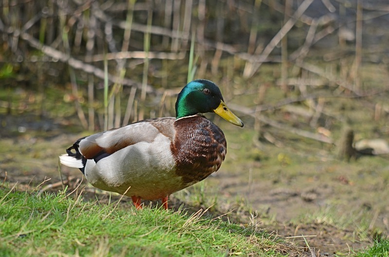 Mallard - Dabbling ducks