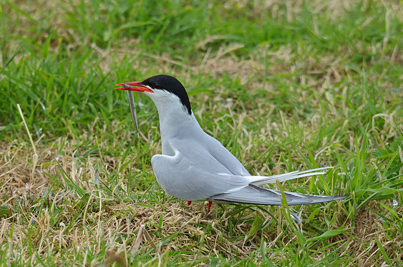 Arctic Tern - Terns