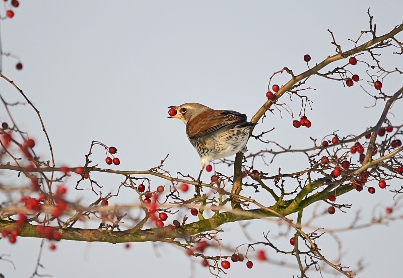 Fieldfare - Thrushes
