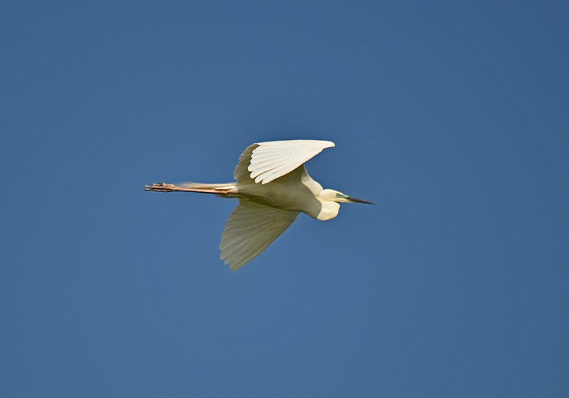Great White Egret - Hungary