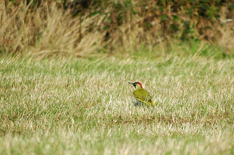 Green Woodpecker - Woodpeckers