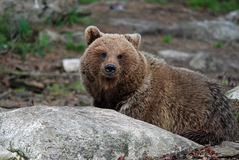 Brown Bear - North Finland and north Norway - May and June 2009