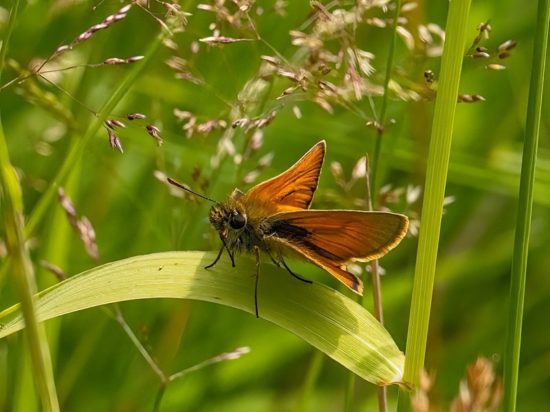 Small Skipper - Butterflies