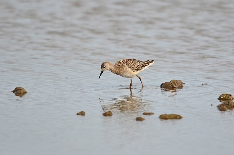 Ruff - Sandpipers
