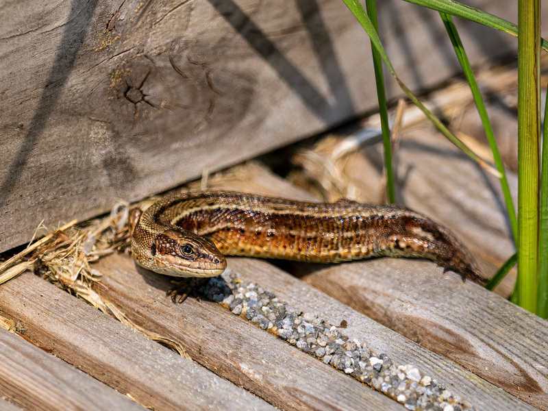 Common Lizard - Latest photos