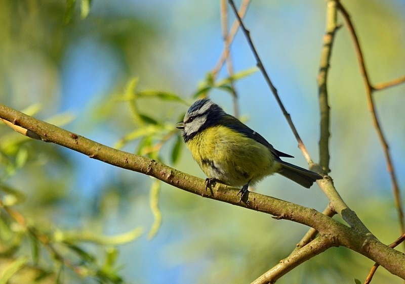 Blue Tit - Tits