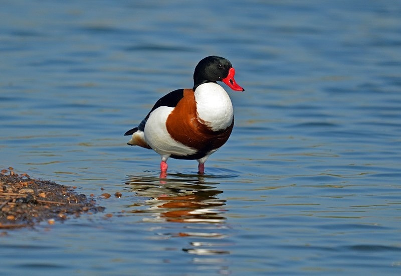 Shelduck - Shelducks