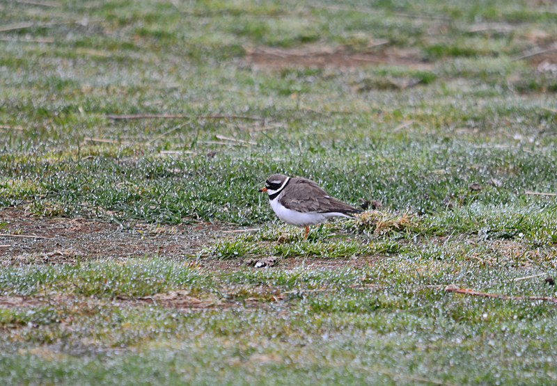 Ringed Plover - North east Iceland