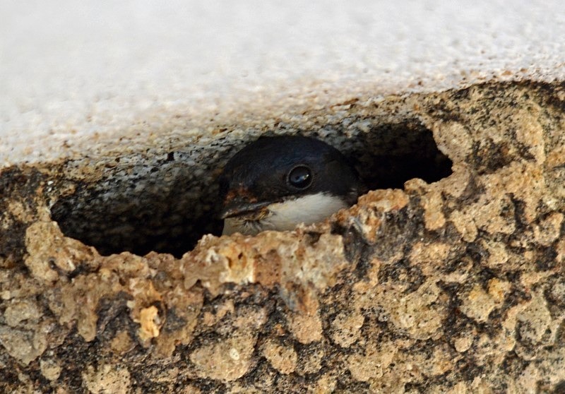 House Martin - Bulgaria