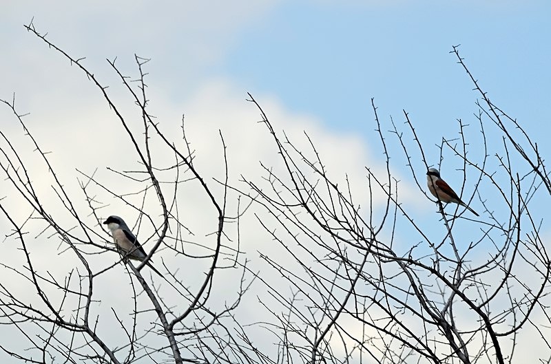 Lesser Grey Shrike and Red-backed Shrike - Bulgaria