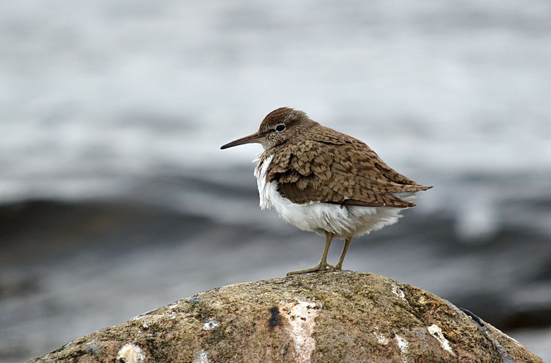 Common Sandpiper - Sandpipers