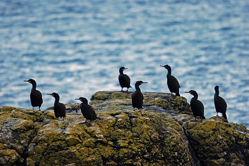 Shags - Cormorants and Shags
