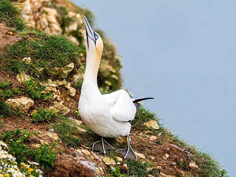Gannet - Latest photos