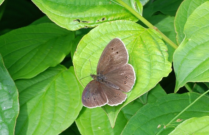 Ringlet - Butterflies