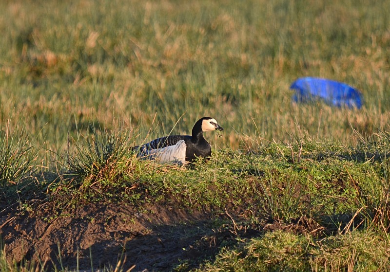 Barnacle Goose - Black geese