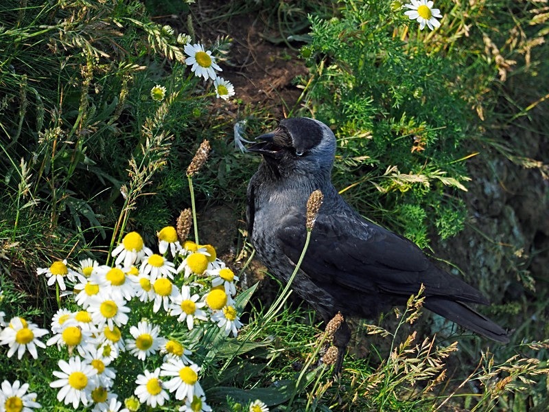 Jackdaw - Crows