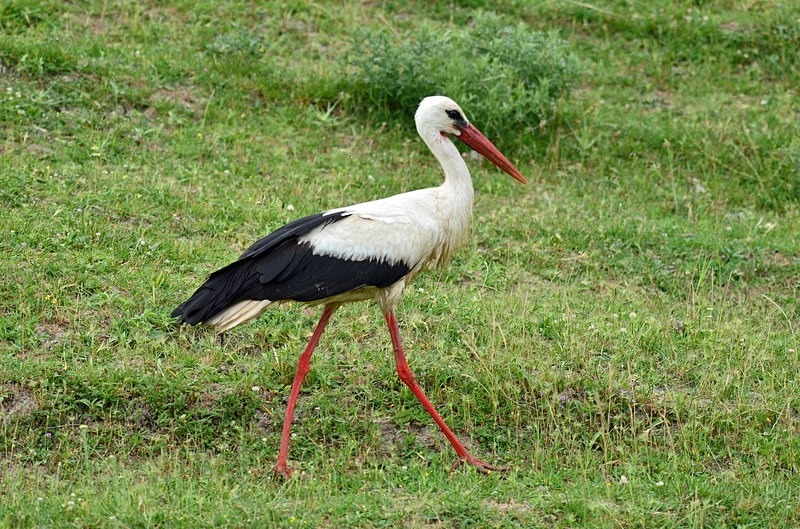 White Stork - Bulgaria