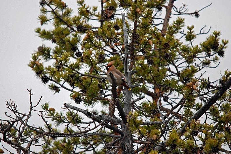 Waxwing - North Finland and north Norway - May and June 2009