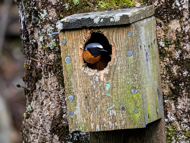 Common Redstart - Latest photos