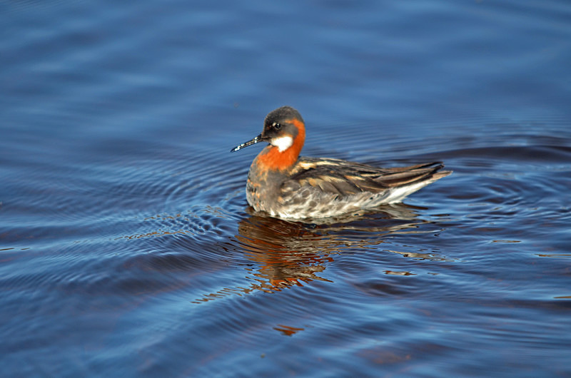 Red-necked Phalarope - Westfjords