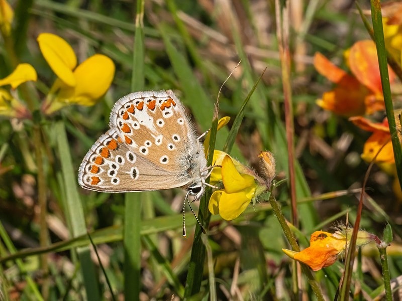 Brown Argus - Butterflies