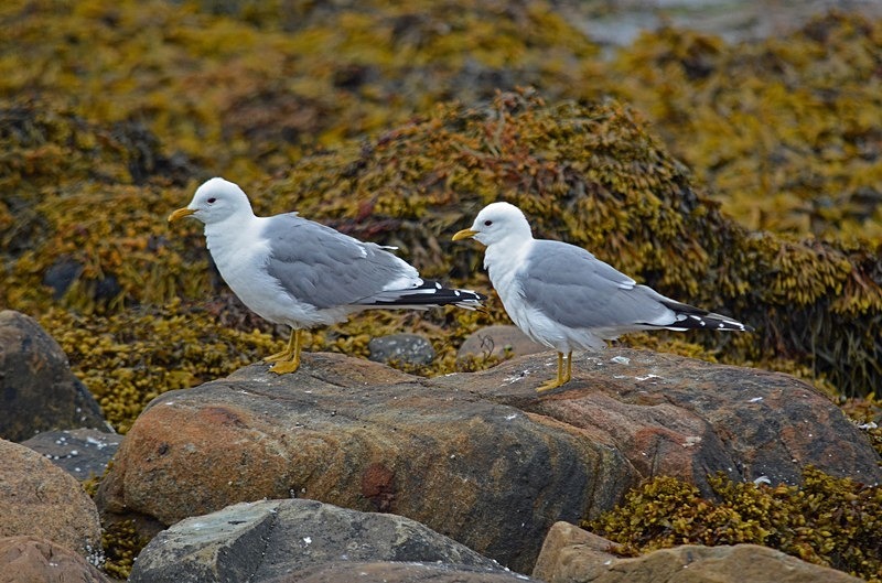Common Gulls - North Norway