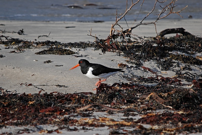 Oystercatcher - North Finland and north Norway - May and June 2009
