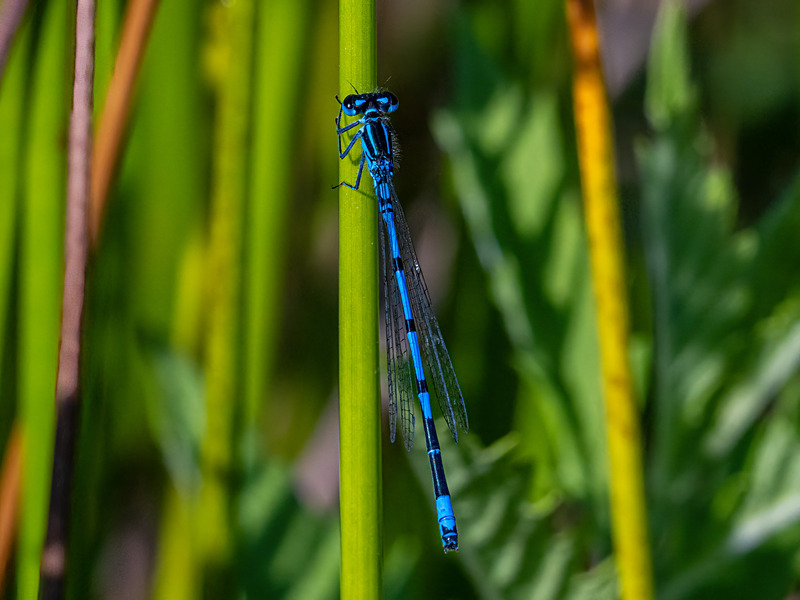 Azure Damselfly - Latest photos