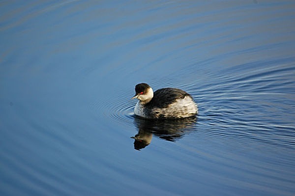 Black-necked Grebe - Grebes