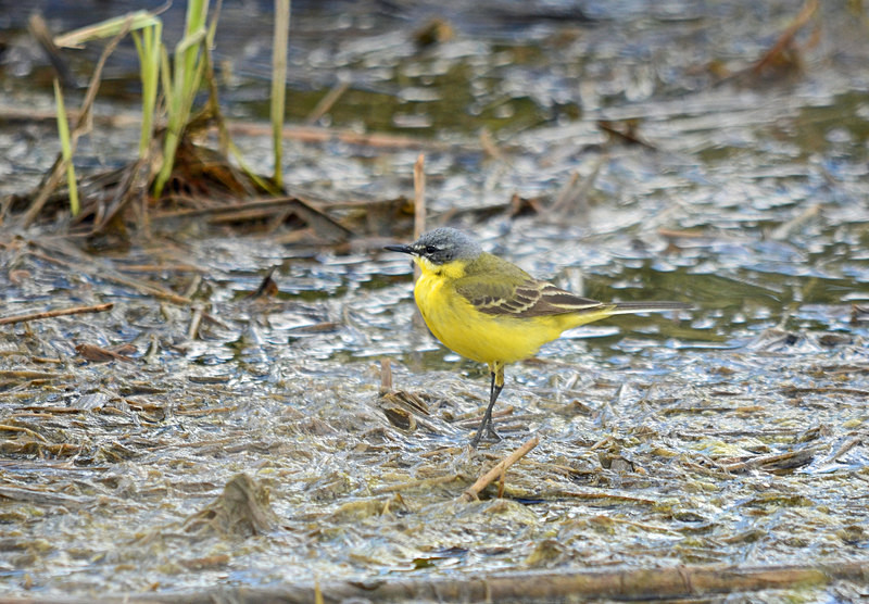 Blue-headed Wagtail - Estonia