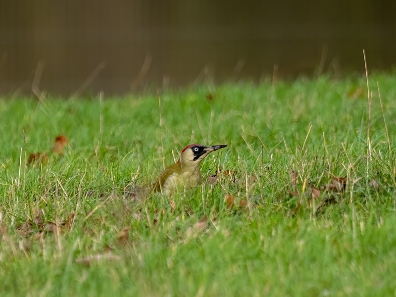 Green Woodpecker - Woodpeckers